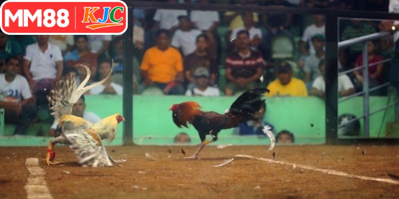Hội viên có nhiều cách chơi cược